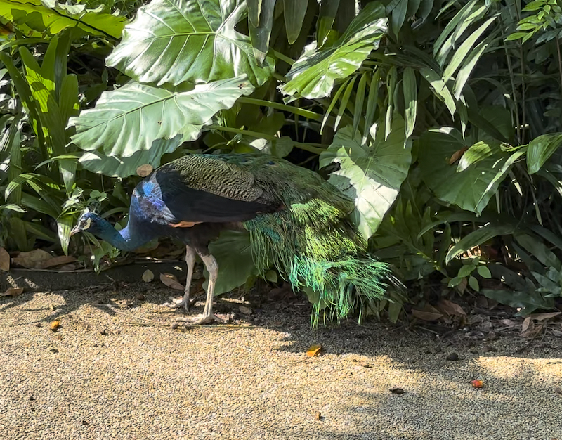Singapore Zoo